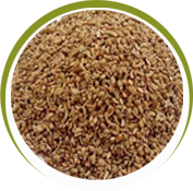 Ajawain Seeds Barley