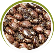 Castor Seeds