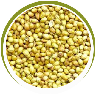 Coriander Seeds