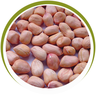 Groundnut Peanuts